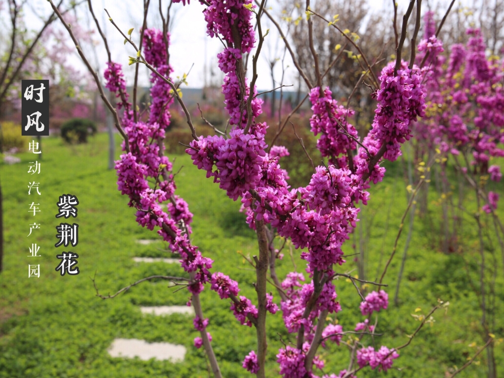 2121非凡国际电动工业园紫荆；；